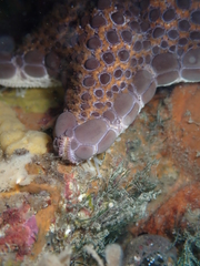 Pentagonaster pulchellus