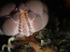 Pentagonaster pulchellus