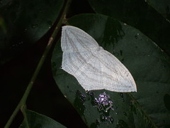 Acropteris ciniferaria