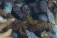 Gobiodon citrinus