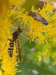 Polistes chinensis