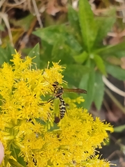 Polistes chinensis