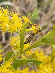 Polistes chinensis