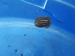 Afrixalus quadrivittatus