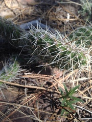 Opuntia polyacantha polyacantha