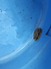 Afrixalus quadrivittatus