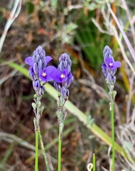 Comesperma calymega