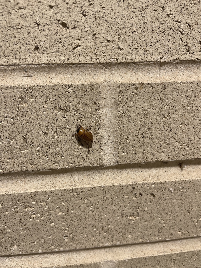 Masked Chafers From Texas A&m University–corpus Christi, Corpus Christi 