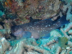 Rypticus saponaceus