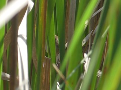 Cistothorus palustris