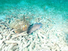 Rypticus saponaceus