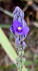 Comesperma calymega