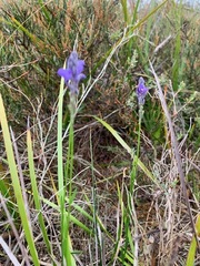 Comesperma calymega
