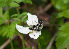 Pseudothyris sepulchralis