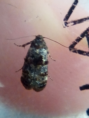 Corocosma memorabilis