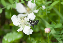 Pseudothyris sepulchralis