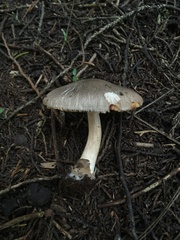 Volvariella murinella