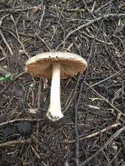 Volvariella murinella