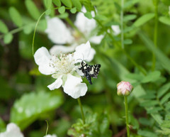 Pseudothyris sepulchralis