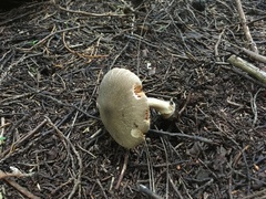 Volvariella murinella