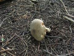 Volvariella murinella