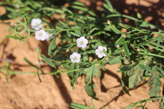 Convolvulus clementii