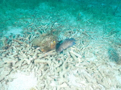 Rypticus saponaceus