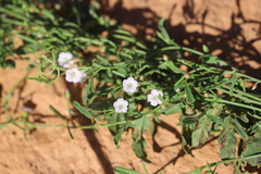 Convolvulus clementii