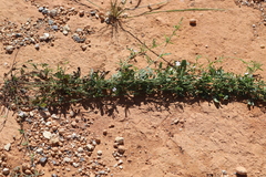 Convolvulus clementii