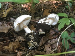 Amanita arocheae