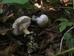 Amanita arocheae