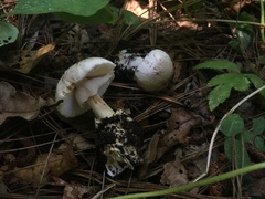 Amanita arocheae
