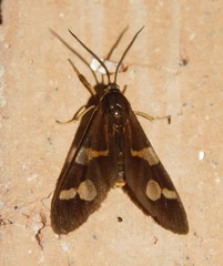 Pseudonaclia puella