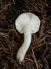 Russula bicolor