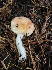 Russula bicolor