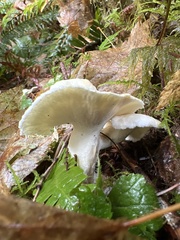 Albatrellus avellaneus