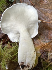 Albatrellus avellaneus