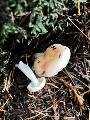 Russula bicolor