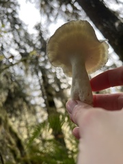 Albatrellus avellaneus