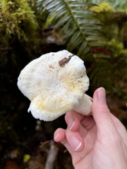 Albatrellus avellaneus