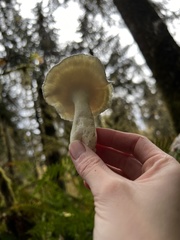 Albatrellus avellaneus