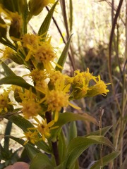 Solidago juliae
