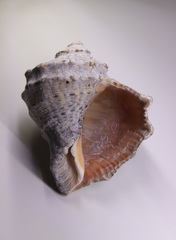 Rapana venosa