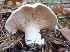Hydnum subolympicum