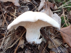 Hydnum subolympicum