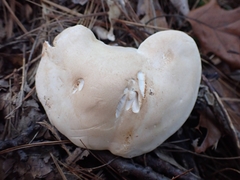 Hydnum subolympicum