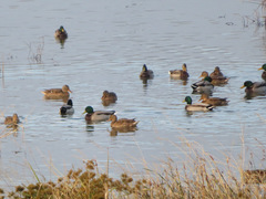 Anas platyrhynchos
