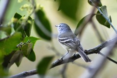 Serpophaga griseicapilla