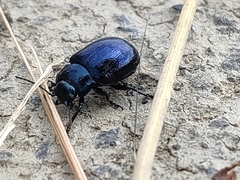 Chrysolina