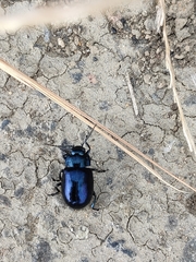 Chrysolina